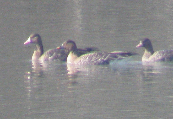 Lombardelle e granaiola